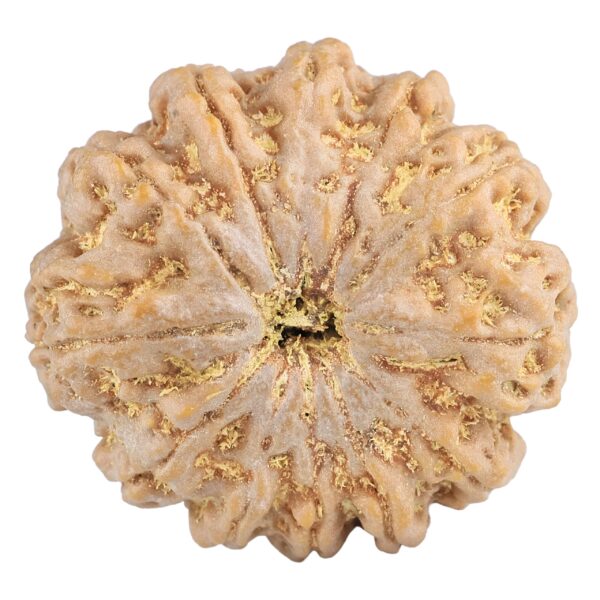 12 Mukhi Rudraksha 32.2mm 9.48gm - Rudraksha