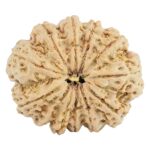 12 Mukhi Rudraksha 31.6mm 7gm - Rudraksha