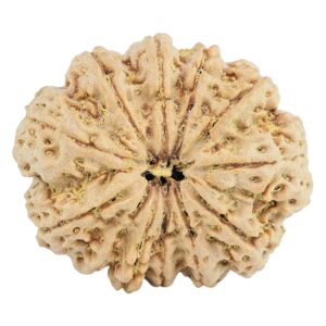 12 Mukhi Rudraksha 31.6mm 7gm - Rudraksha