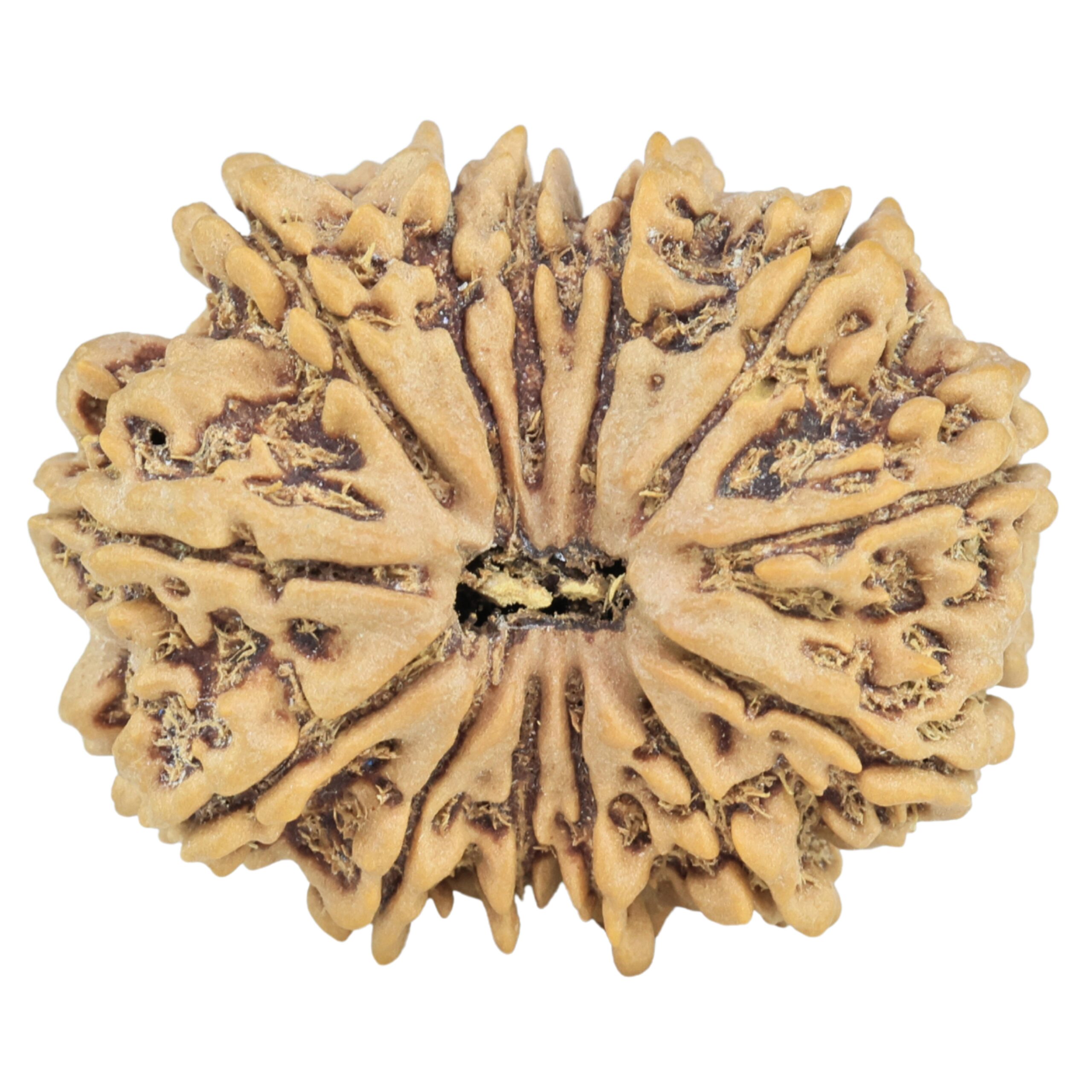 13 Mukhi Rudraksha 28.5mm 5.15gm - Rudraksha