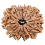13 Mukhi Rudraksha 30.3mm 6.32gm - Rudraksha