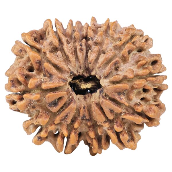 13 Mukhi Rudraksha 30.3mm 6.32gm - Rudraksha