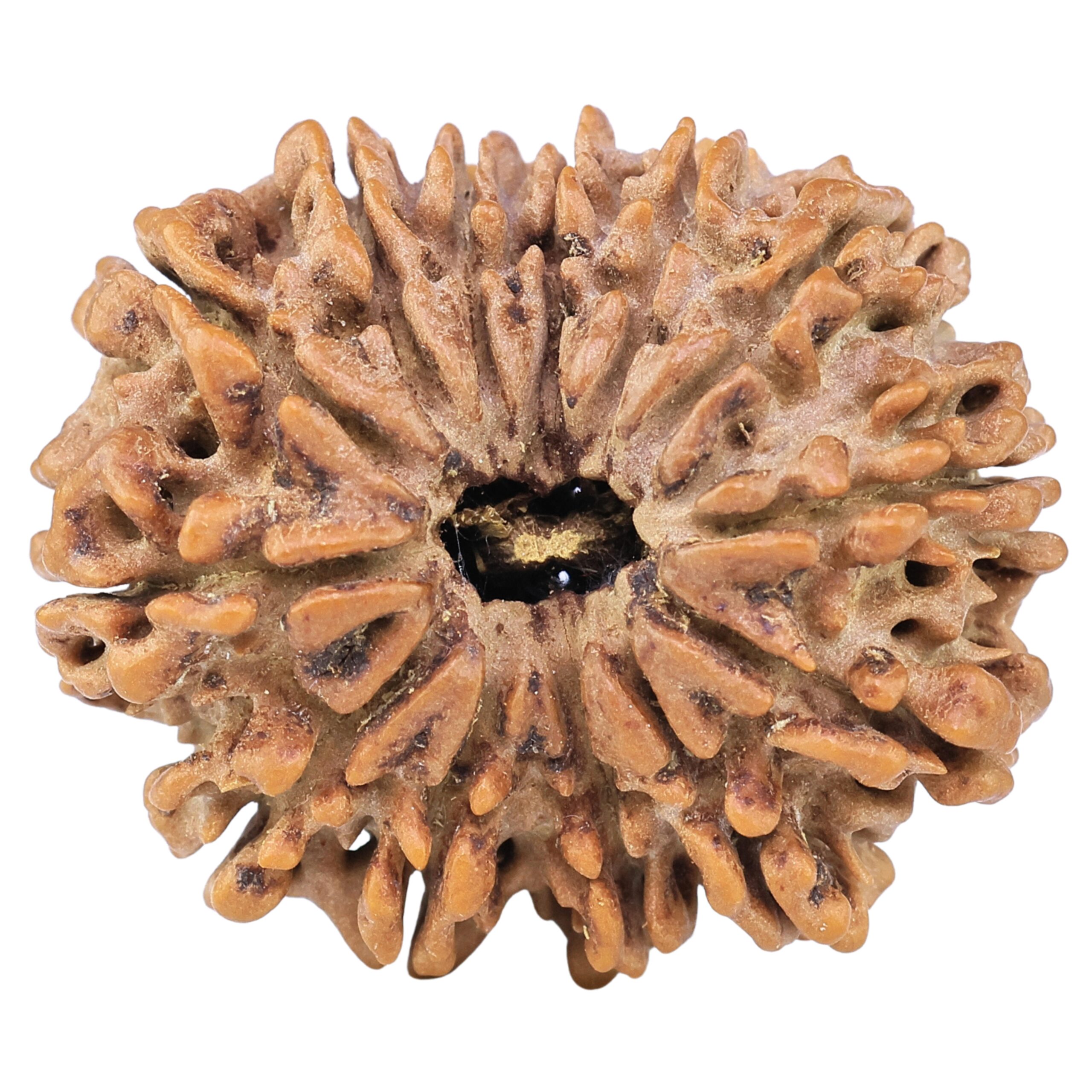 13 Mukhi Rudraksha 30.3mm 6.32gm - Rudraksha