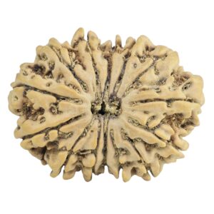 14 Mukhi Rudraksha 29.5mm 4.63gm - Rudraksha