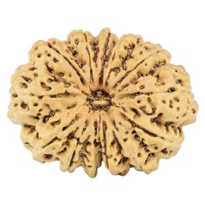 13 Mukhi Rudraksha 33.1mm 6.3gm - Rudraksha