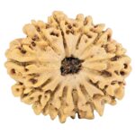 12 Mukhi Rudraksha 26mm 3.92gm - Rudraksha