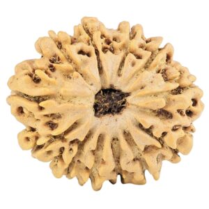 12 Mukhi Rudraksha 26mm 3.92gm - Rudraksha