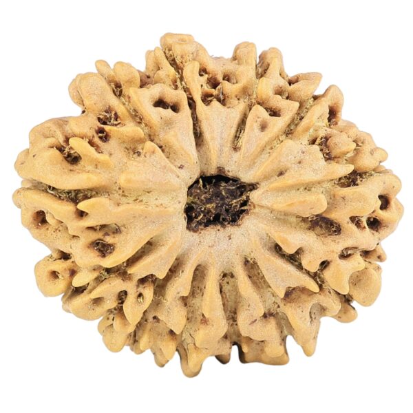 12 Mukhi Rudraksha 26mm 3.92gm - Rudraksha