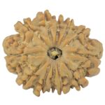 12 Mukhi Rudraksha 24mm 3.55gm - Rudraksha