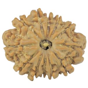 12 Mukhi Rudraksha 24mm 3.55gm - Rudraksha
