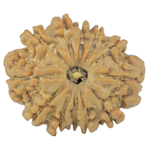 12 Mukhi Rudraksha 24mm 3.55gm - Rudraksha