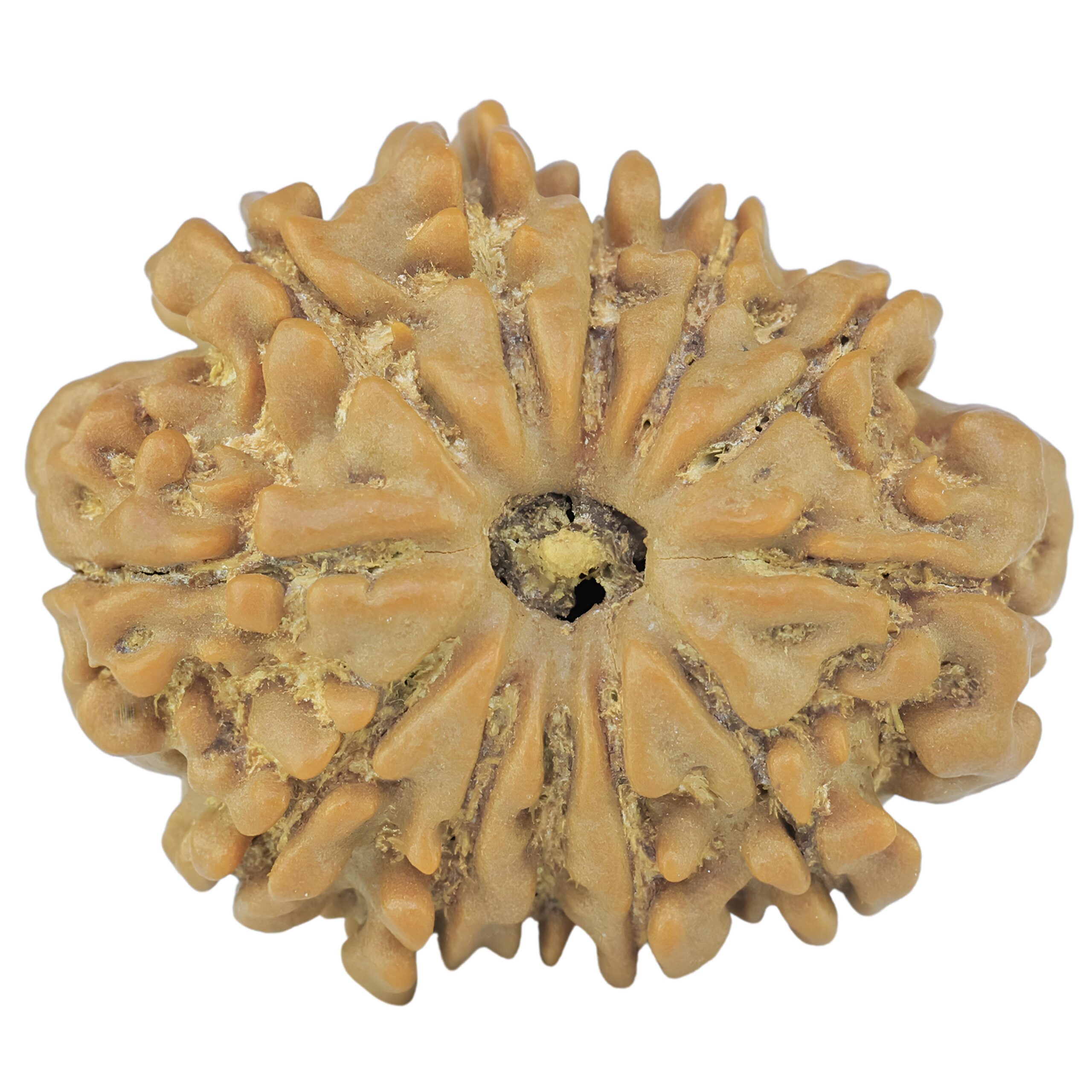 12 Mukhi Rudraksha 24mm 3.55gm - Rudraksha