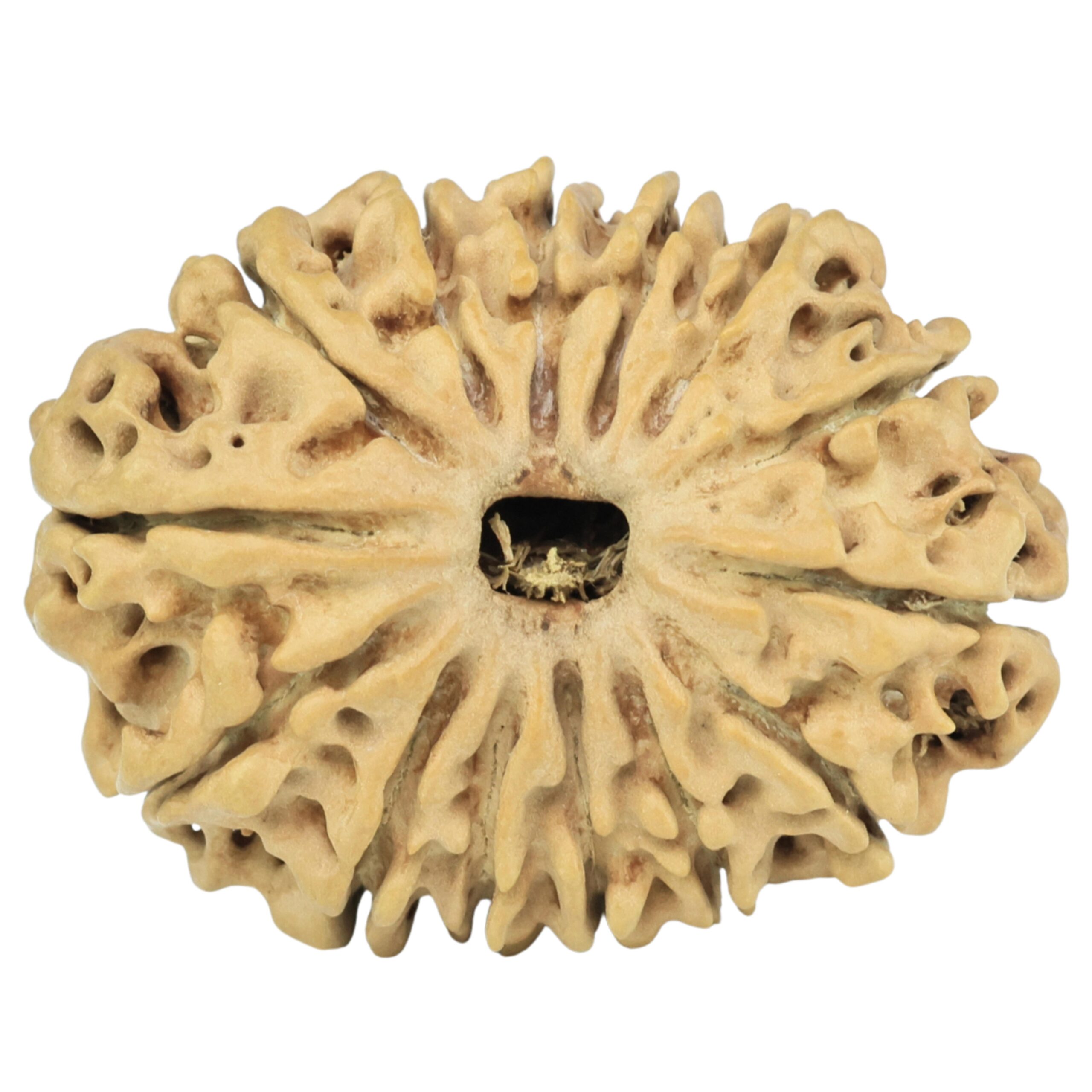 14 Mukhi Rudraksha 28.4mm 3.56gm - Rudraksha