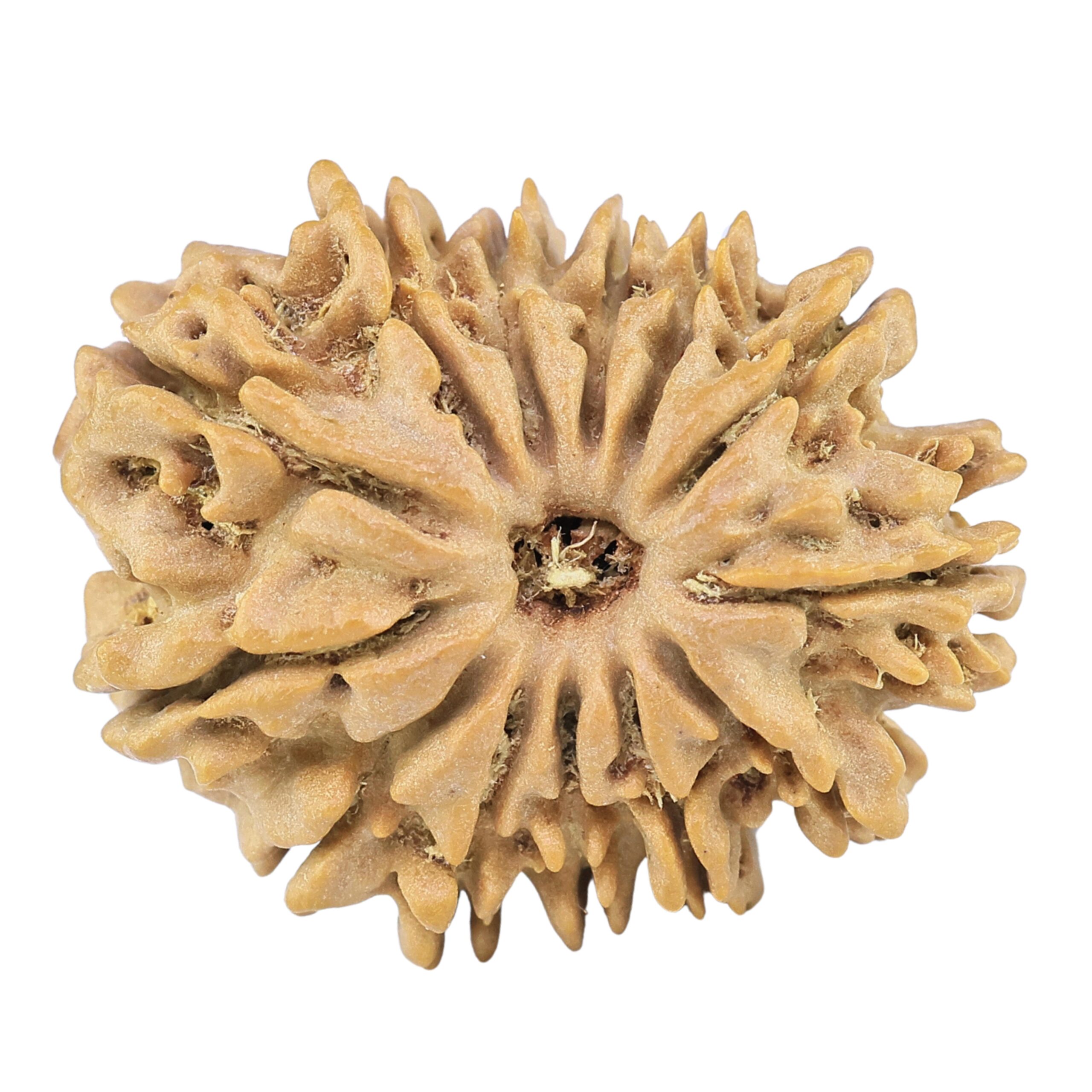 13 Mukhi Rudraksha 23.8mm 2.83gm - Rudraksha