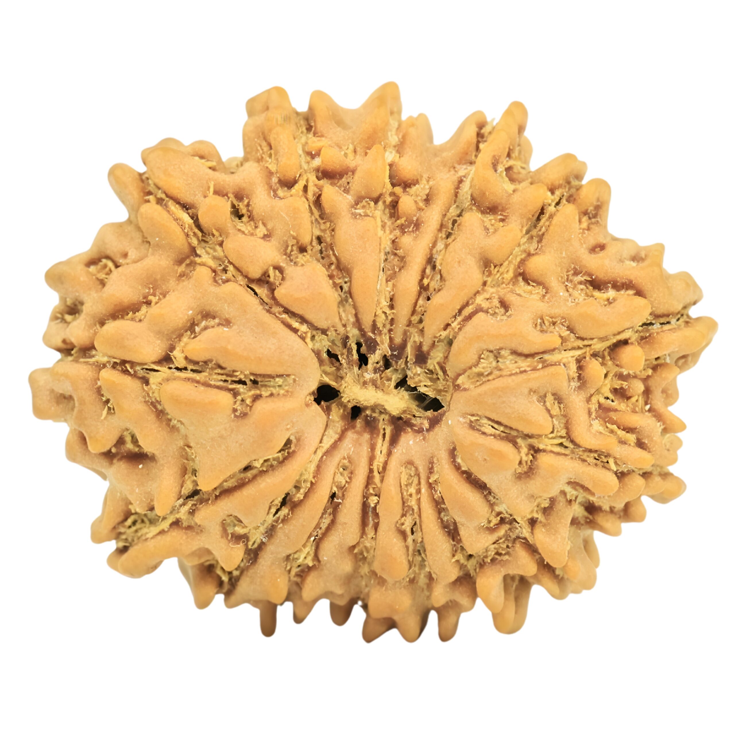15 Mukhi Rudraksha 19.8mm 1.8gm - Rudraksha