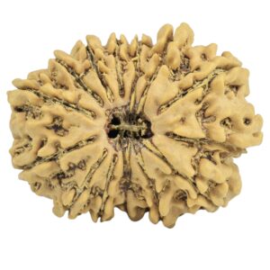 14 Mukhi Rudraksha 26mm 3.68gm - Rudraksha