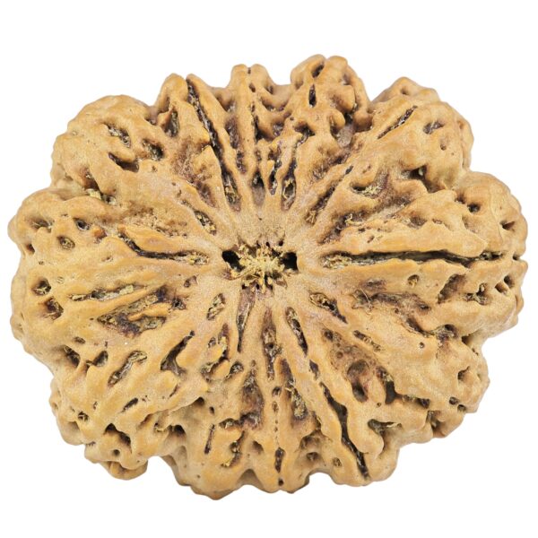 12 Mukhi Rudraksha 34.3mm 8.26gm - Rudraksha