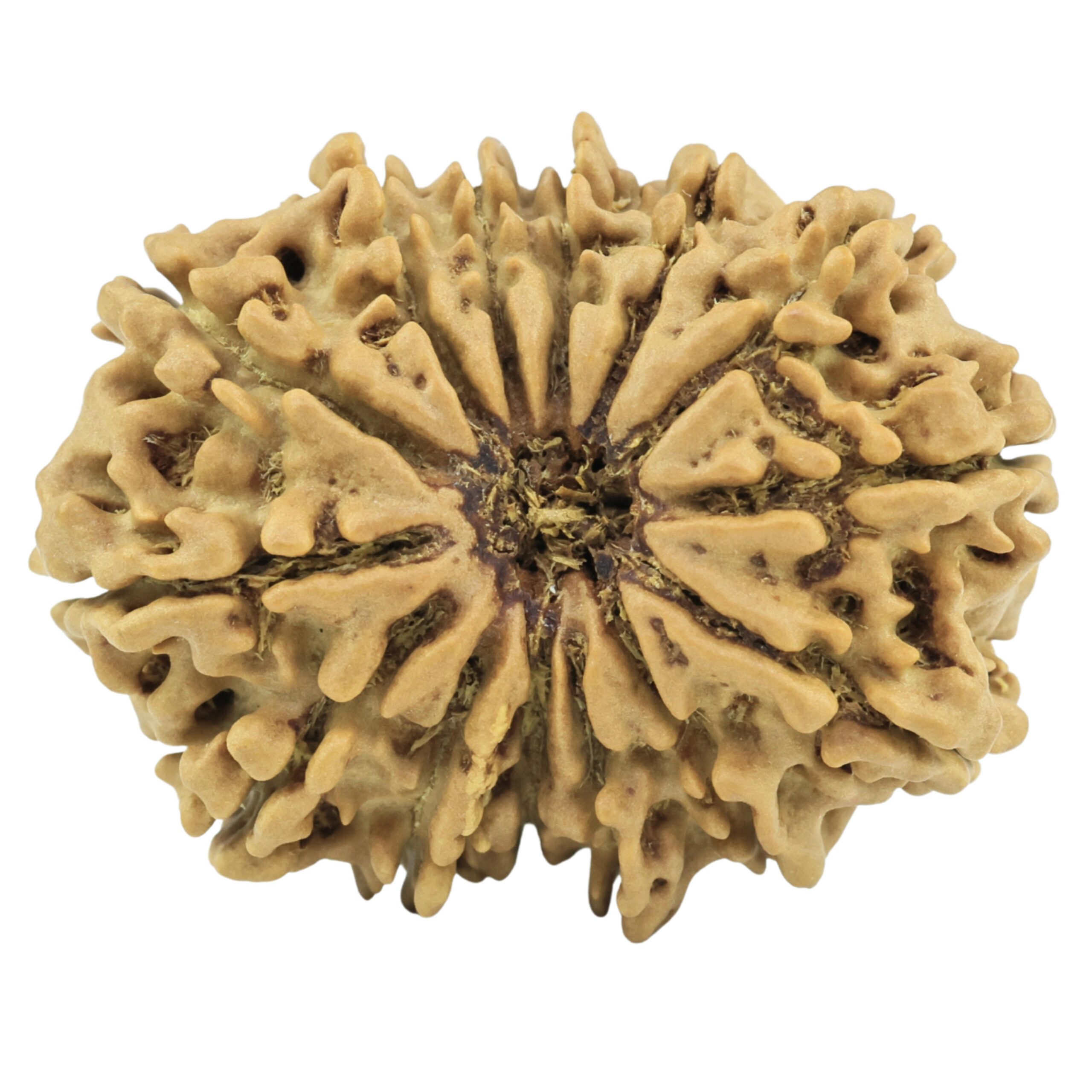 14 Mukhi Rudraksha 27.7mm 3.43gm - Rudraksha