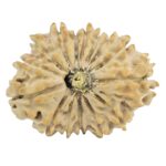 15 Mukhi Rudraksha 27.8mm 3.73gm - Rudraksha
