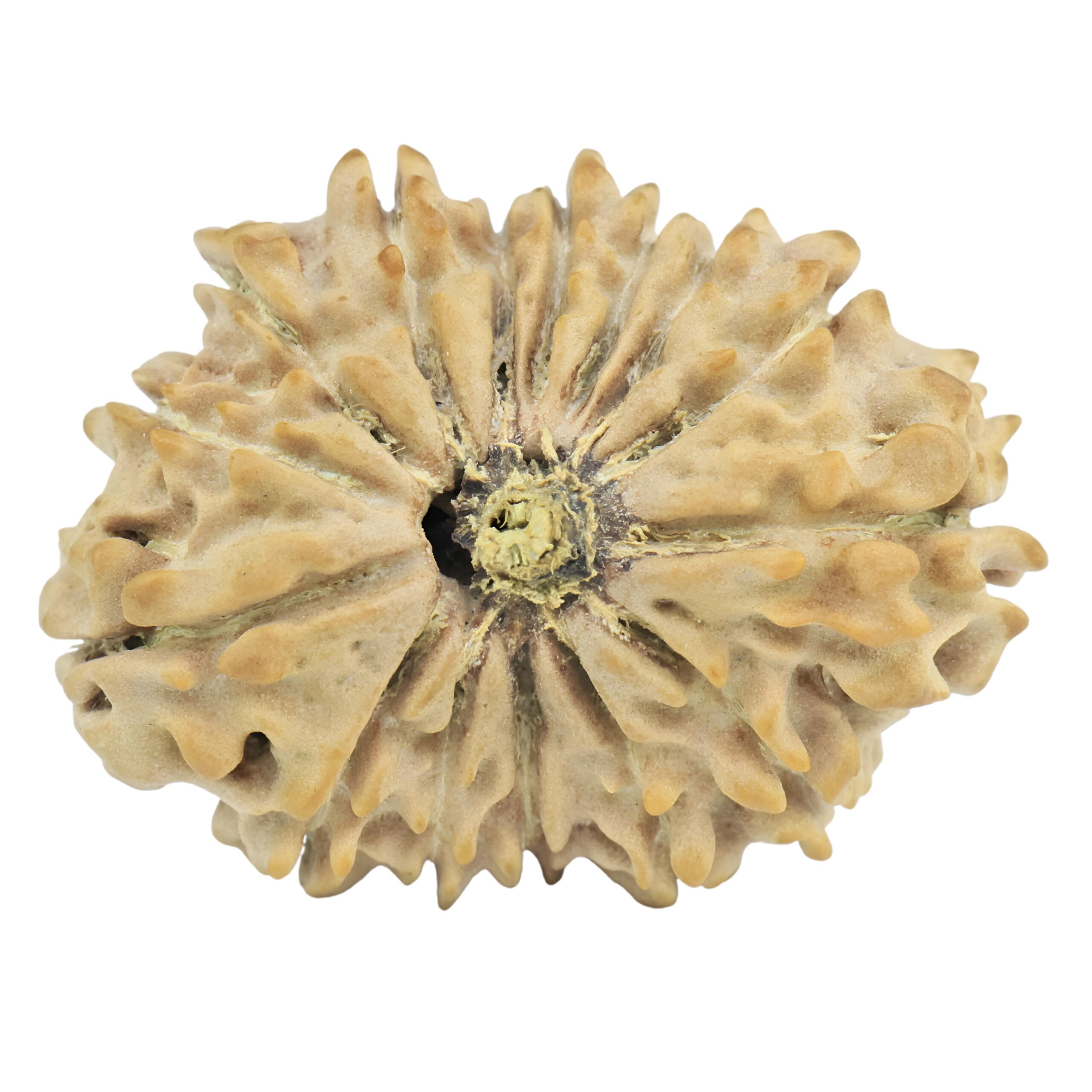 15 Mukhi Rudraksha 27.8mm 3.73gm - Rudraksha