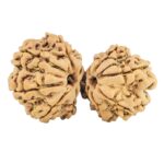 13 Mukhi Gaurishankar 30.9mm 4.2gm - Rudraksha