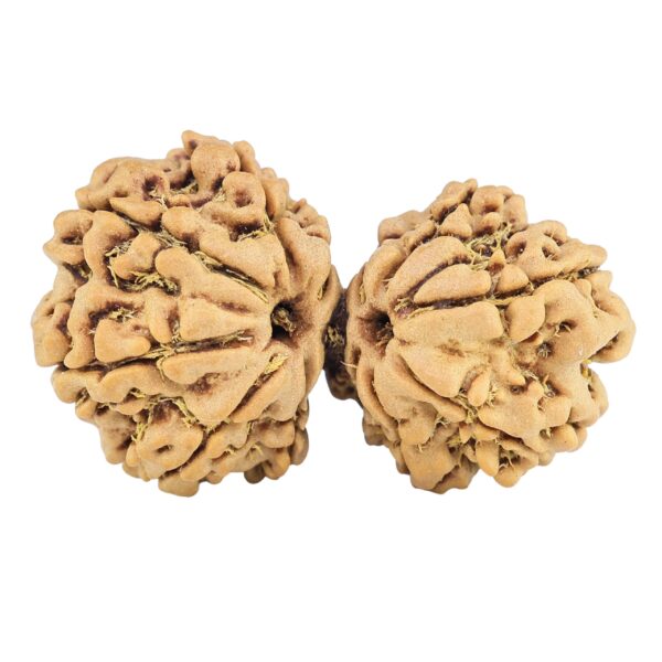 13 Mukhi Gaurishankar 30.9mm 4.2gm - Rudraksha