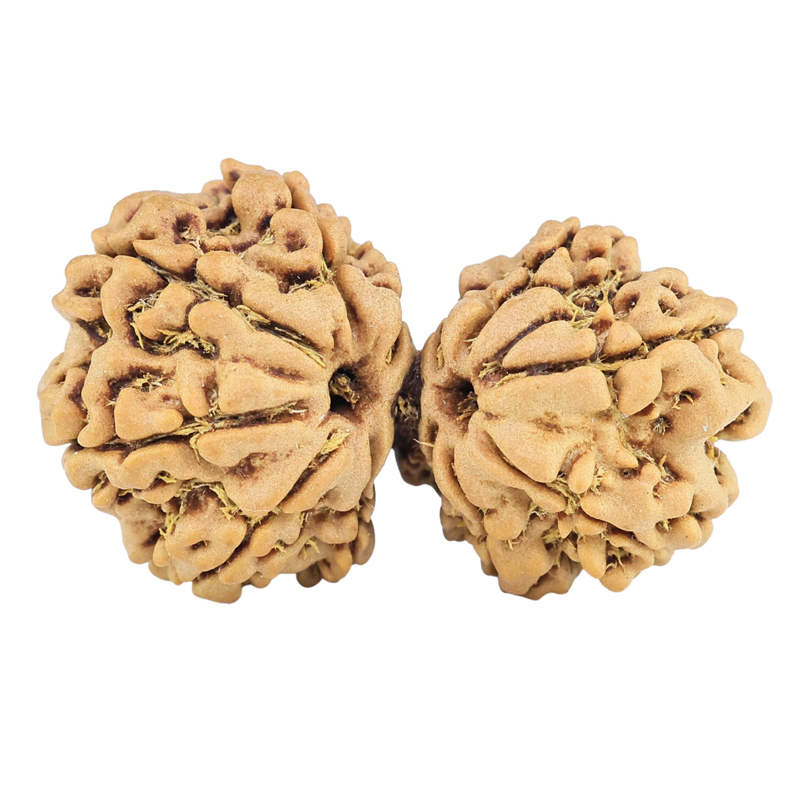 13 Mukhi Gaurishankar 30.9mm 4.2gm - Rudraksha