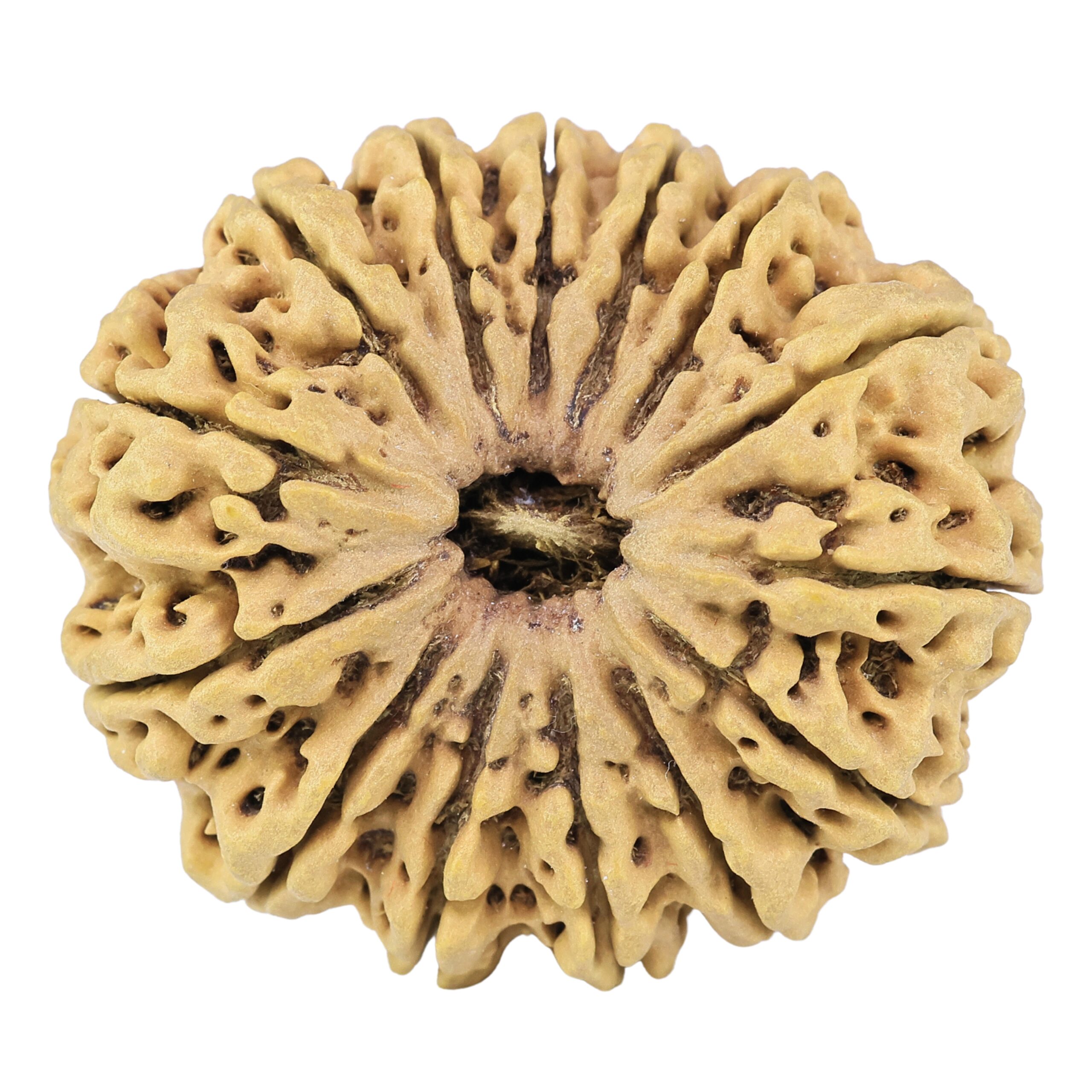 14 Mukhi Rudraksha 35.7mm 7.81gm - Rudraksha