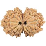 13 Mukhi Gaurishankar 27.8mm 3.82gm - Rudraksha