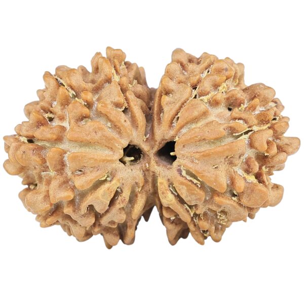 13 Mukhi Gaurishankar 27.8mm 3.82gm - Rudraksha