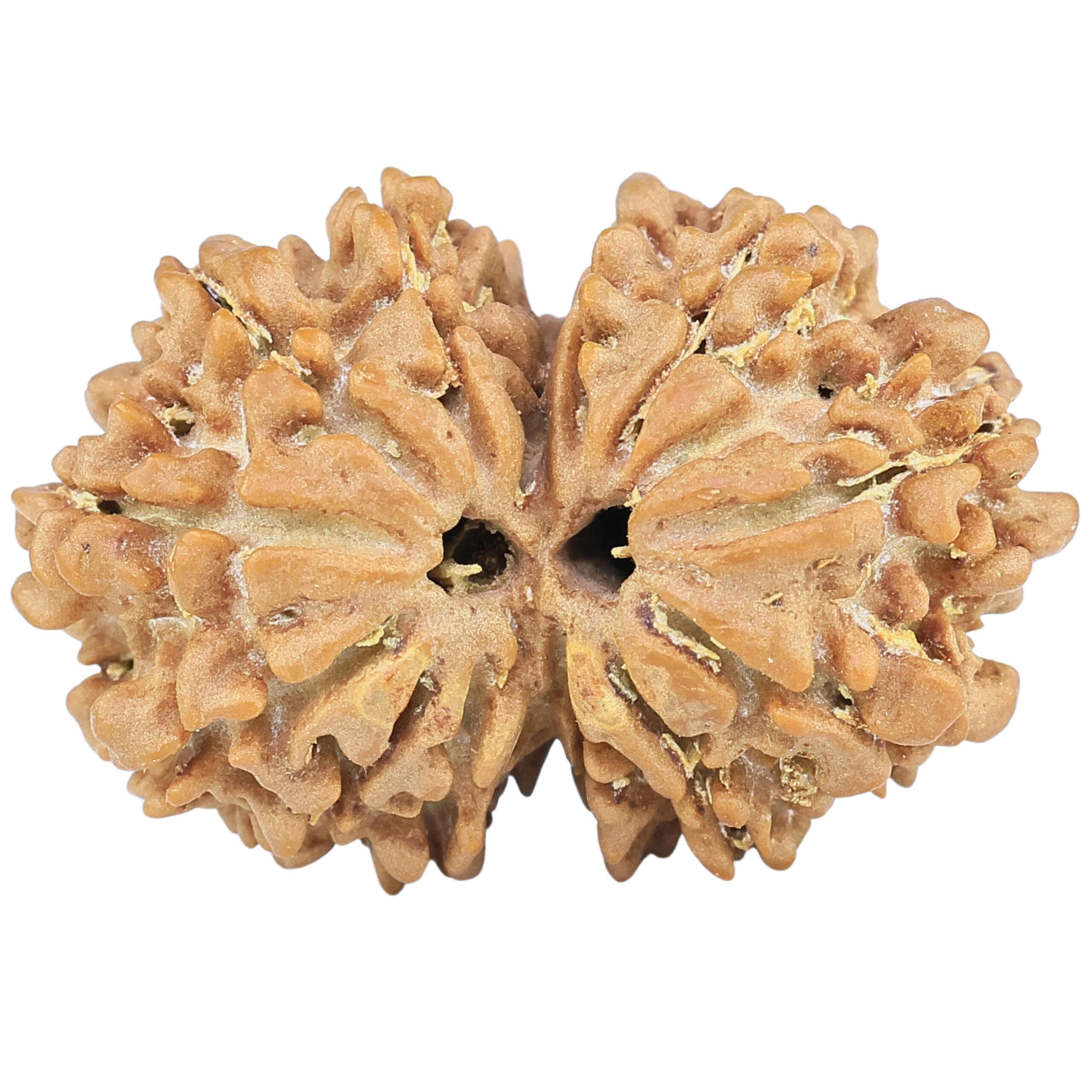 13 Mukhi Gaurishankar 27.8mm 3.82gm - Rudraksha