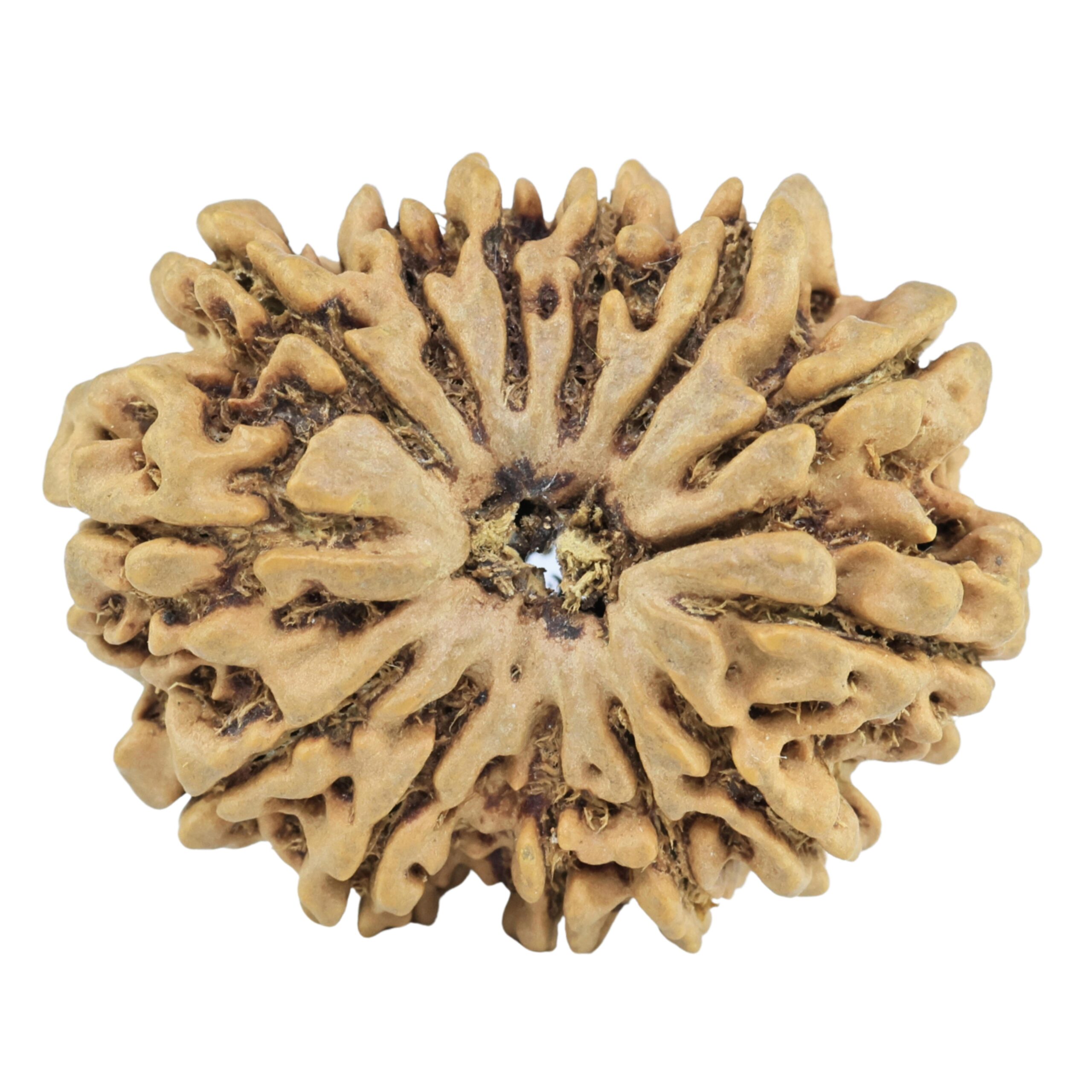 13 Mukhi Rudraksha 29.2mm 4.74gm - Rudraksha