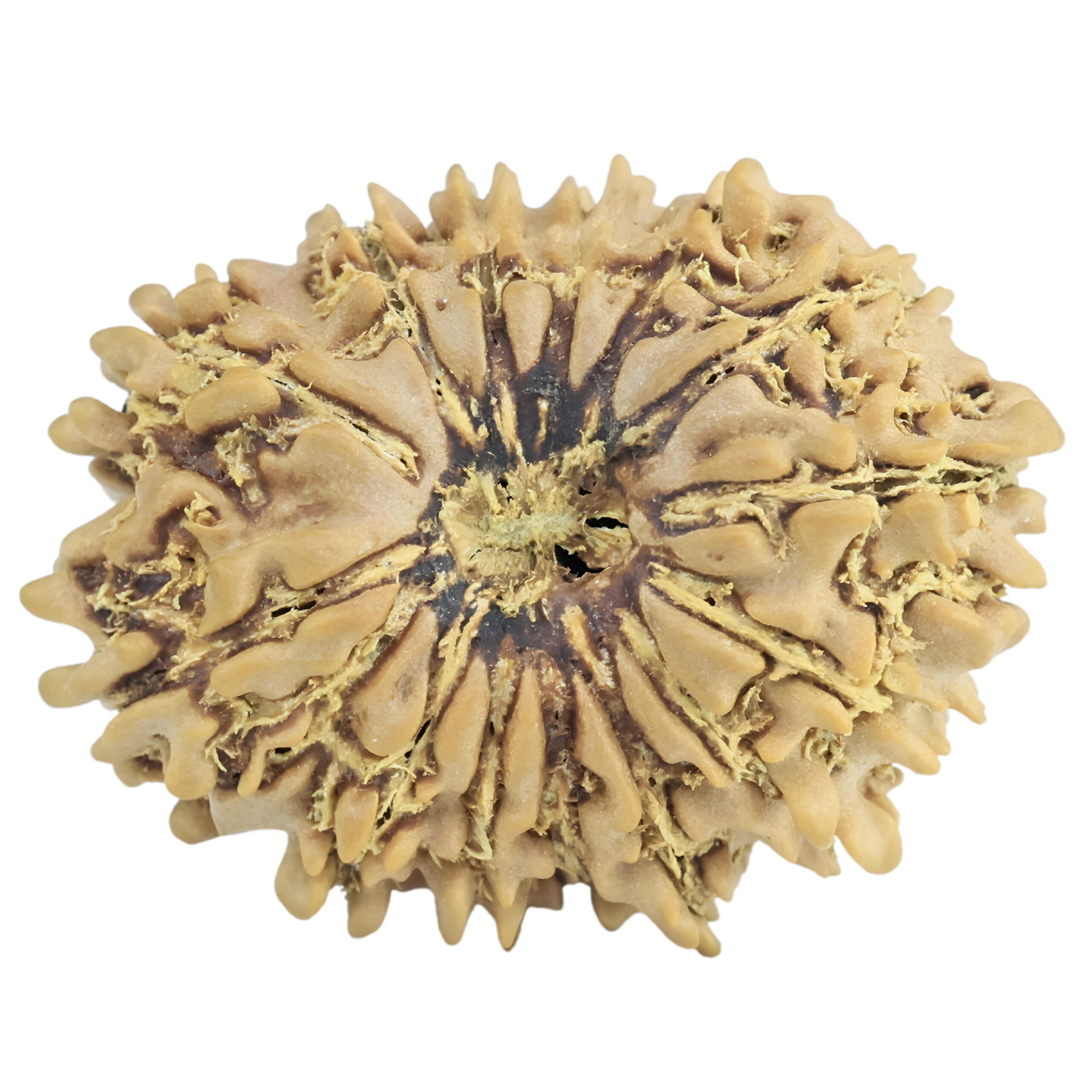 14 Mukhi Rudraksha 23.5mm 2.19gm - Rudraksha