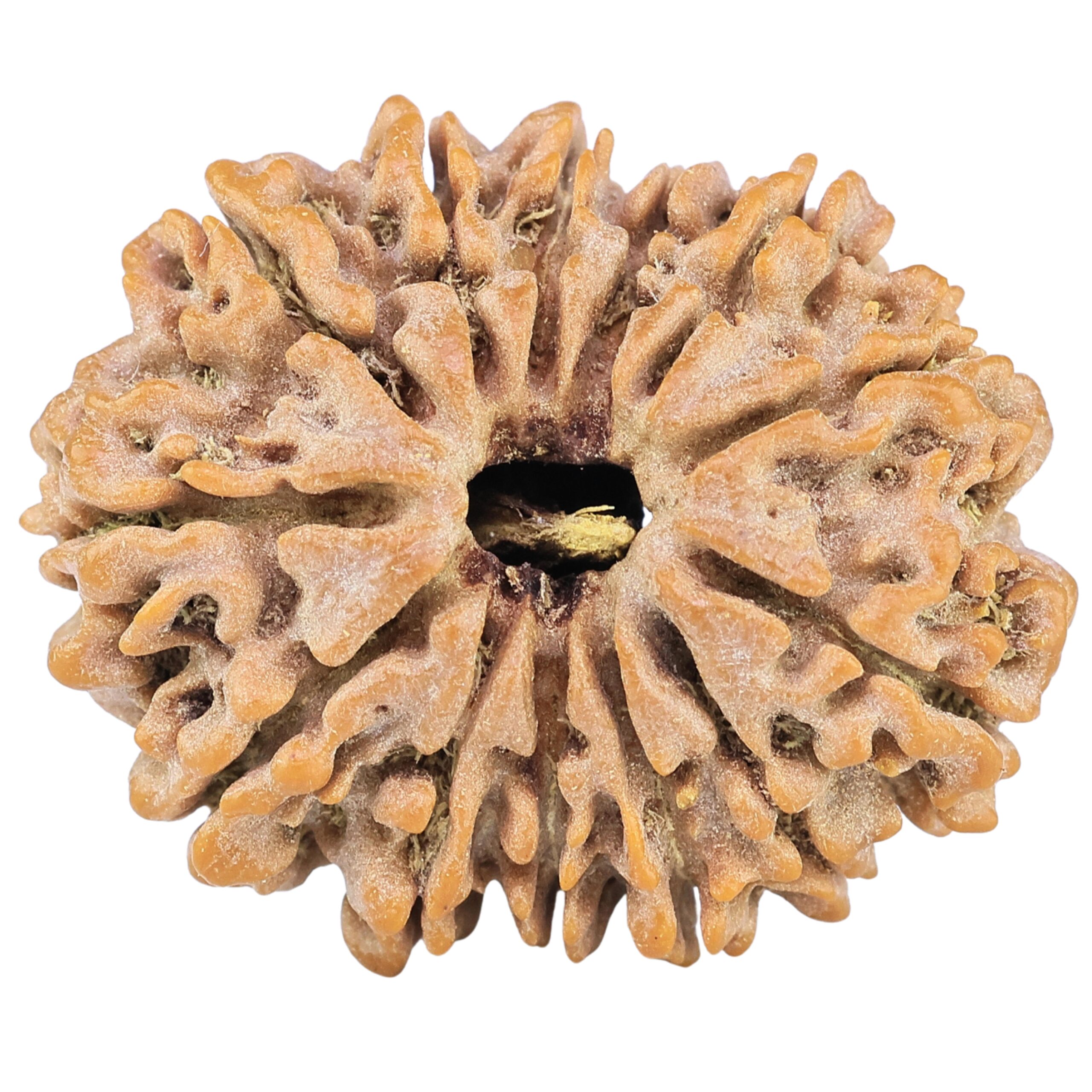 13 Mukhi Rudraksha 31.4mm 6.43gm - Rudraksha