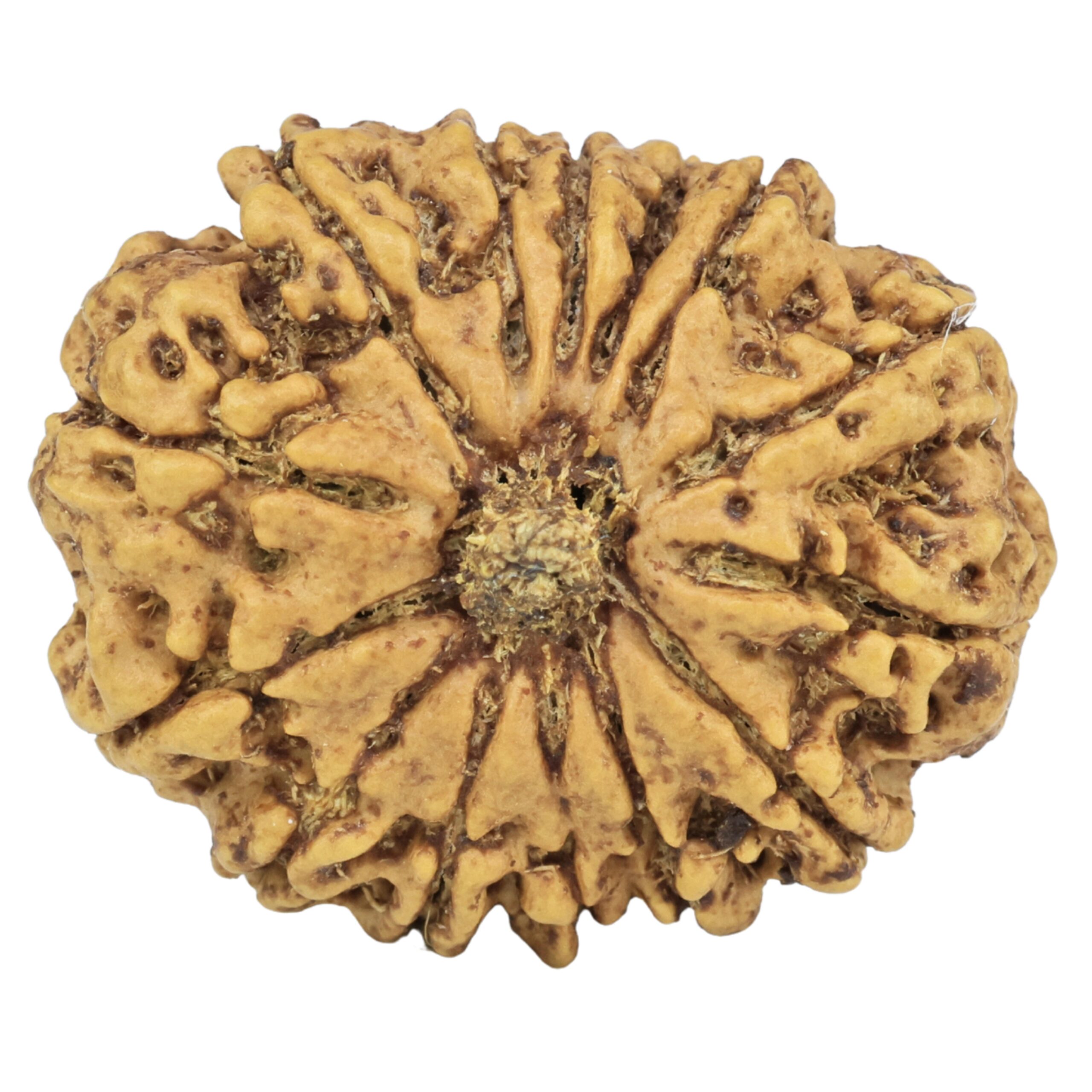 14 Mukhi Rudraksha 28.2mm 5gm - Rudraksha