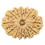 13 Mukhi Rudraksha 34.2mm 7.87gm - Rudraksha