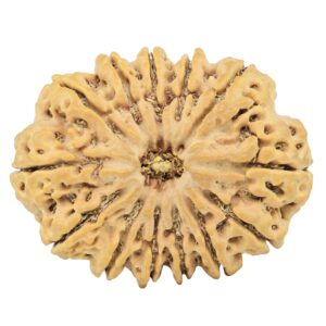 13 Mukhi Rudraksha 34.2mm 7.87gm - Rudraksha