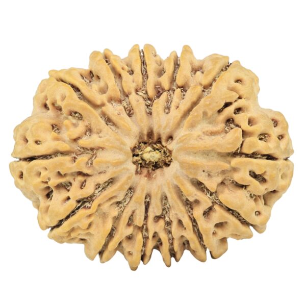 13 Mukhi Rudraksha 34.2mm 7.87gm - Rudraksha