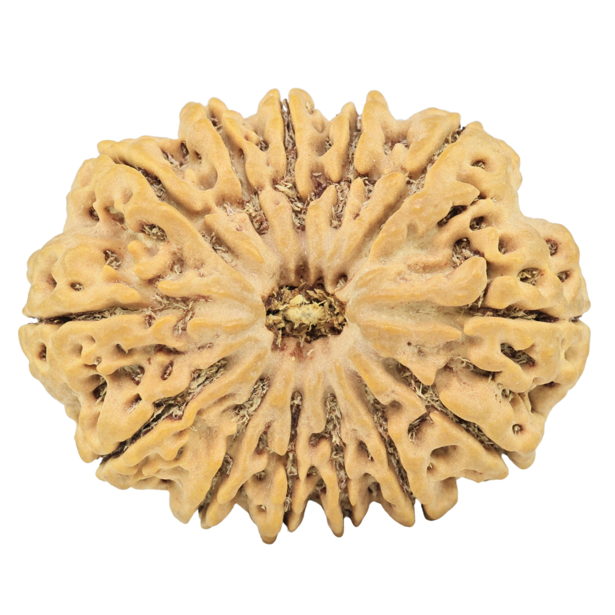 13 Mukhi Rudraksha 34.2mm 7.87gm - Rudraksha