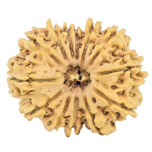 13 Mukhi Rudraksha 31.2mm 5.29gm - Rudraksha