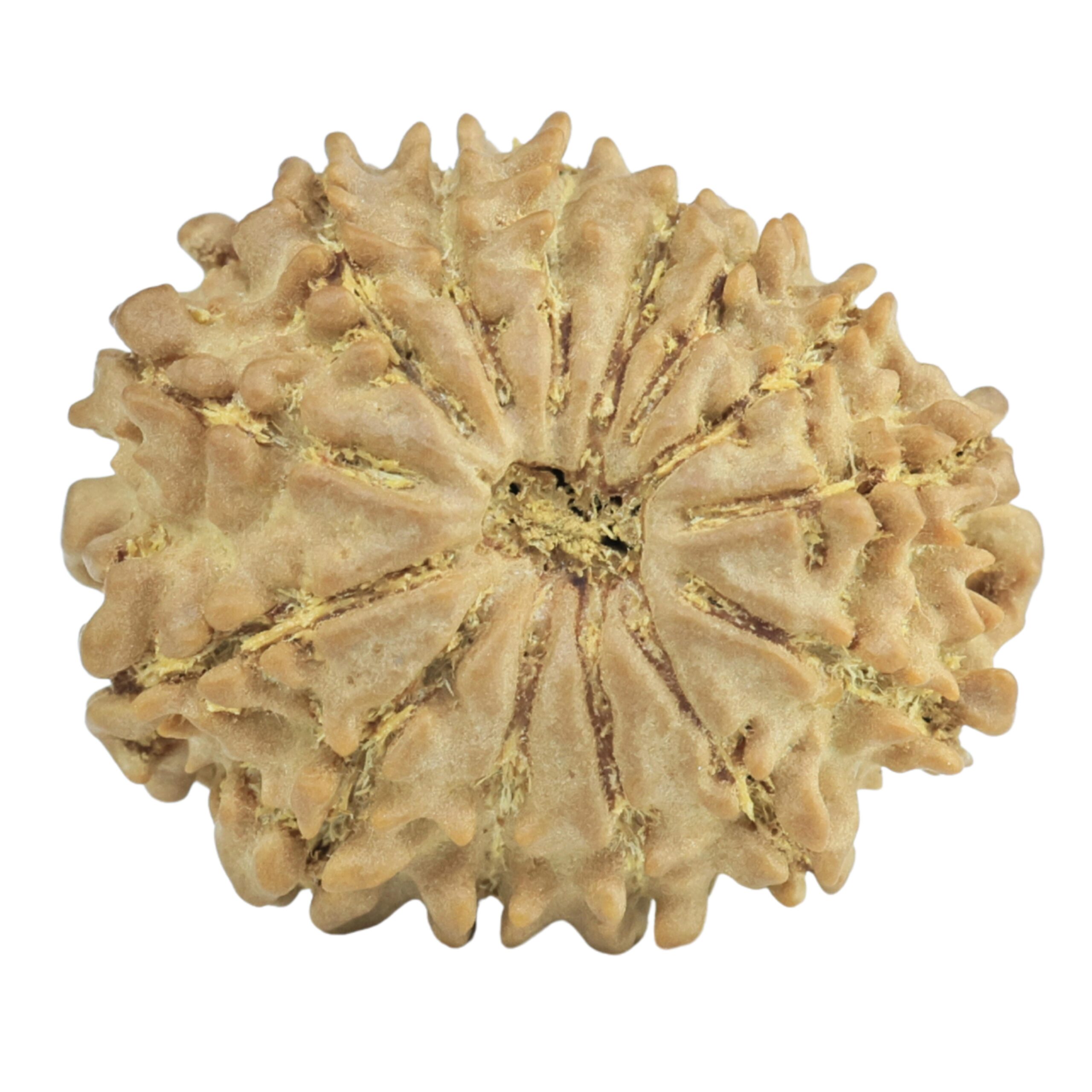 14 Mukhi Rudraksha 21.3mm 2.27gm - Rudraksha