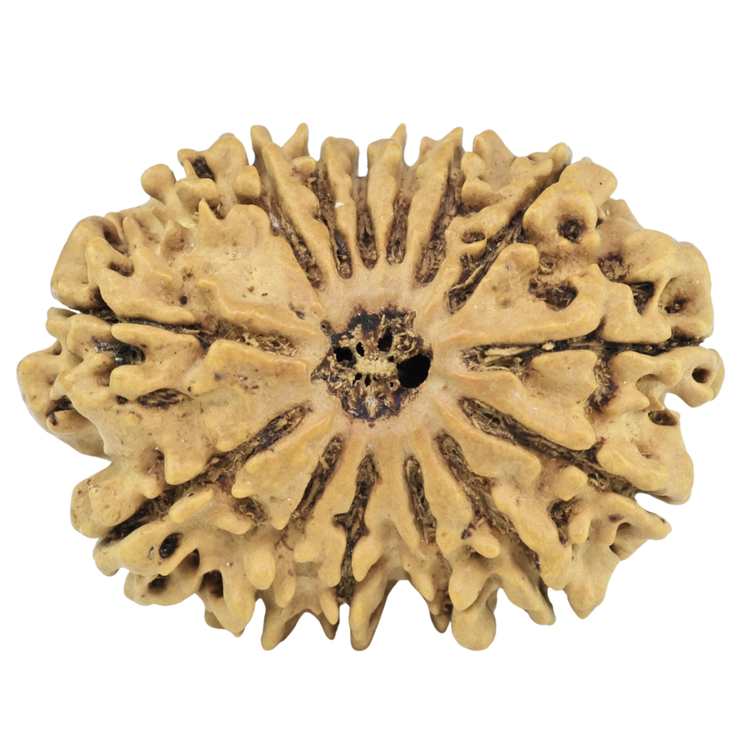 14 Mukhi Rudraksha 28.1mm 3.39gm - Rudraksha