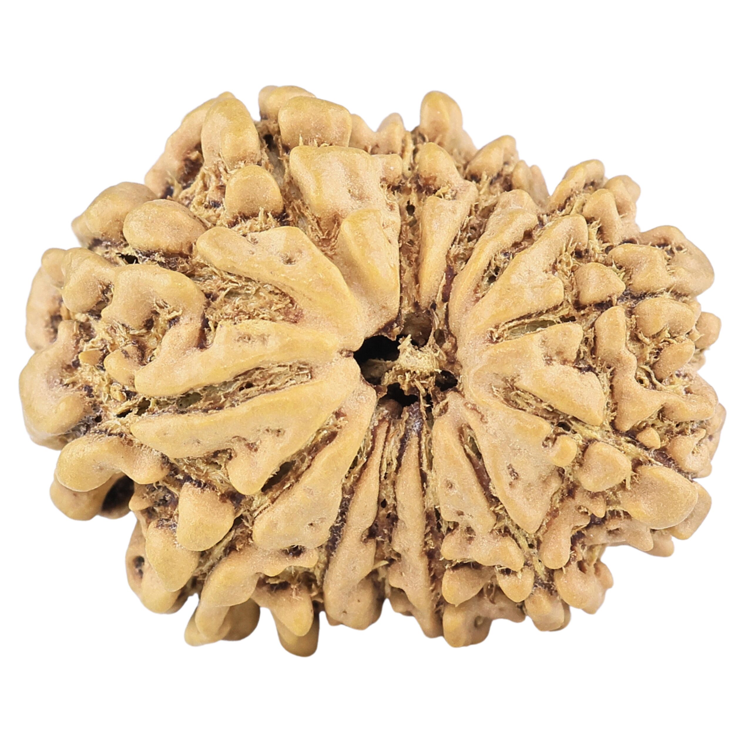 13 Mukhi Rudraksha 23.9mm 2.73gm - Rudraksha