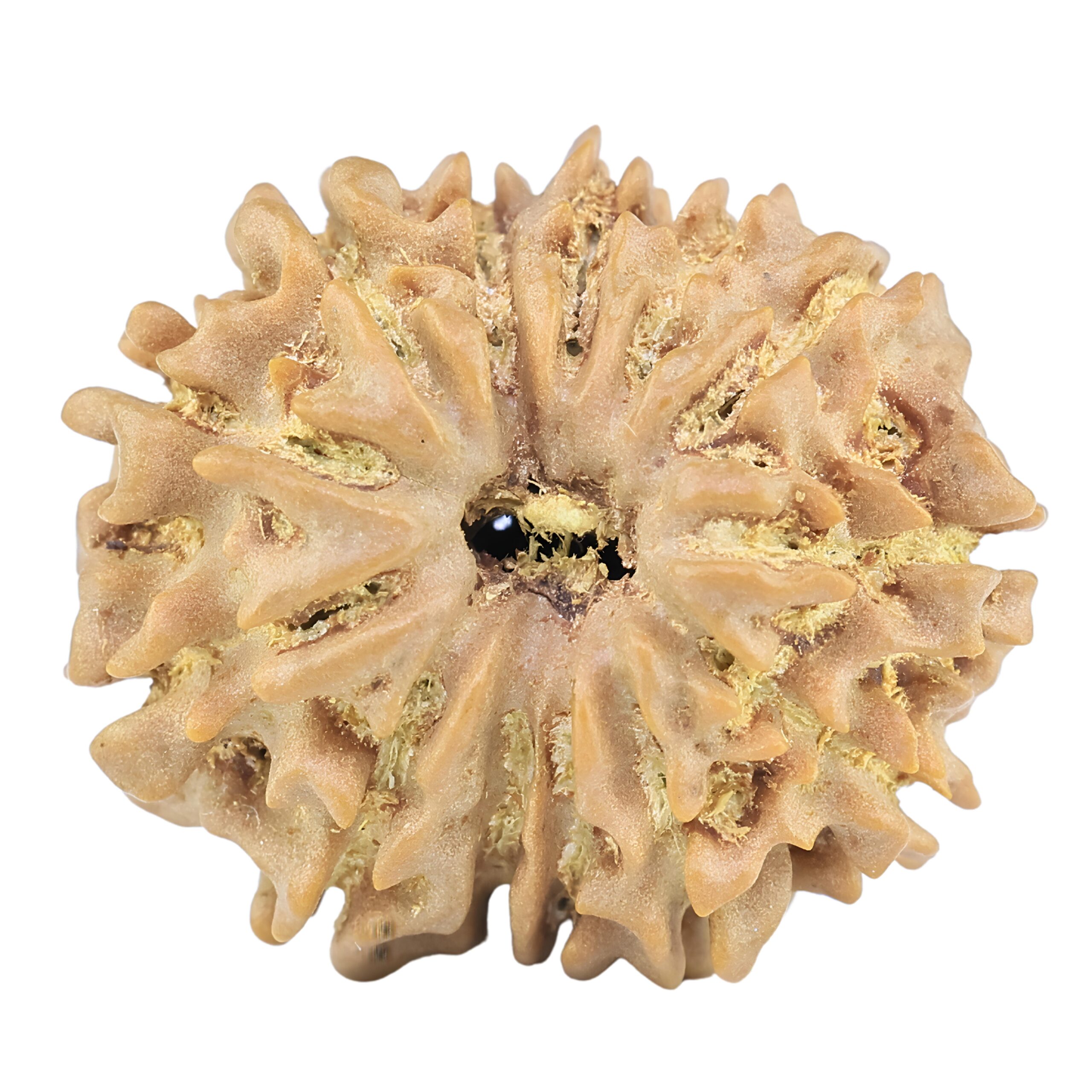 13 Mukhi Rudraksha 21.4mm 2.65gm - Rudraksha