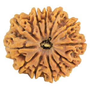 12 Mukhi Rudraksha 30.8mm 7.47gm - Rudraksha