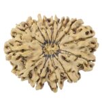 13 Mukhi Rudraksha 33.4mm 6.16gm - Rudraksha