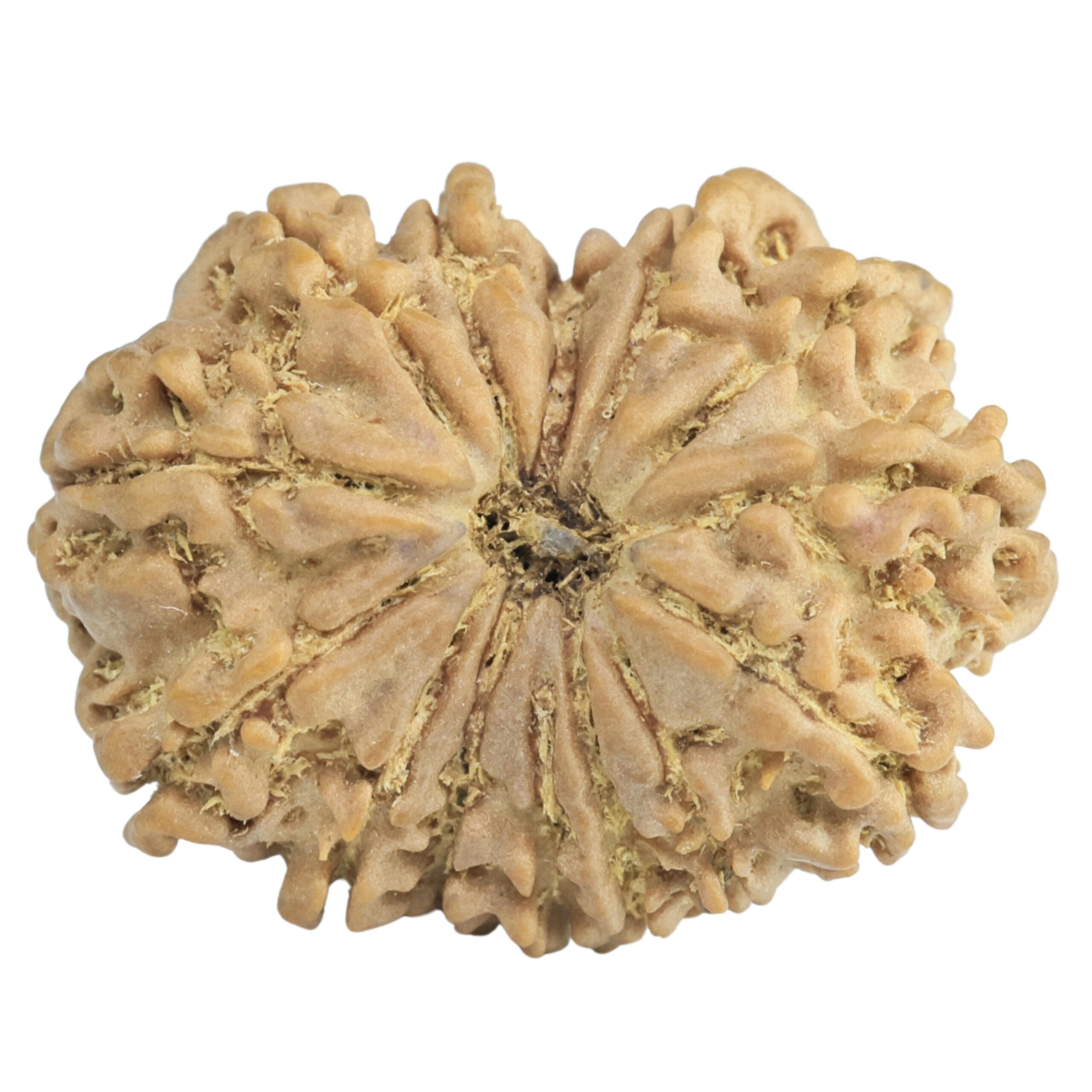14 Mukhi Rudraksha 26.3mm 3.62gm - Rudraksha