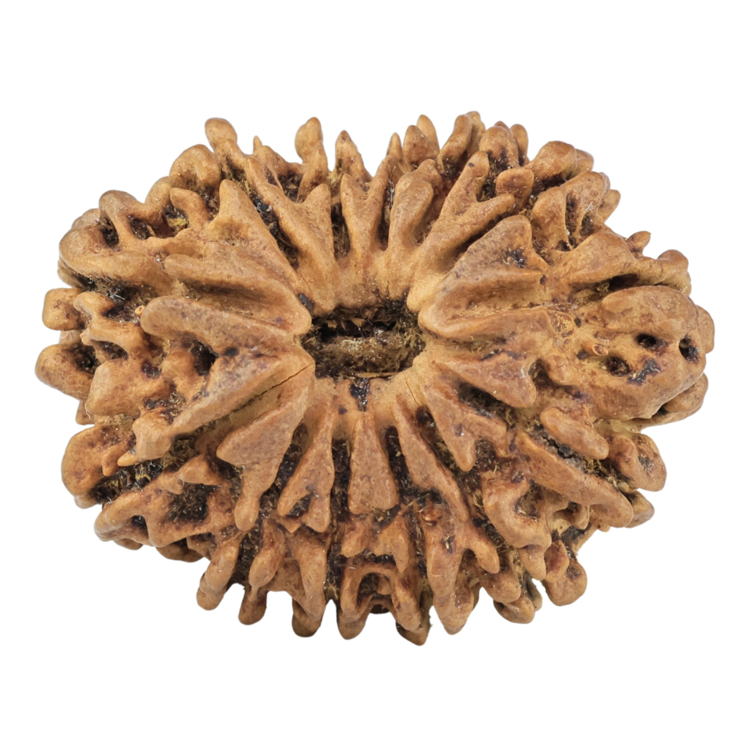13 Mukhi Rudraksha 31mm 5.53gm - Rudraksha