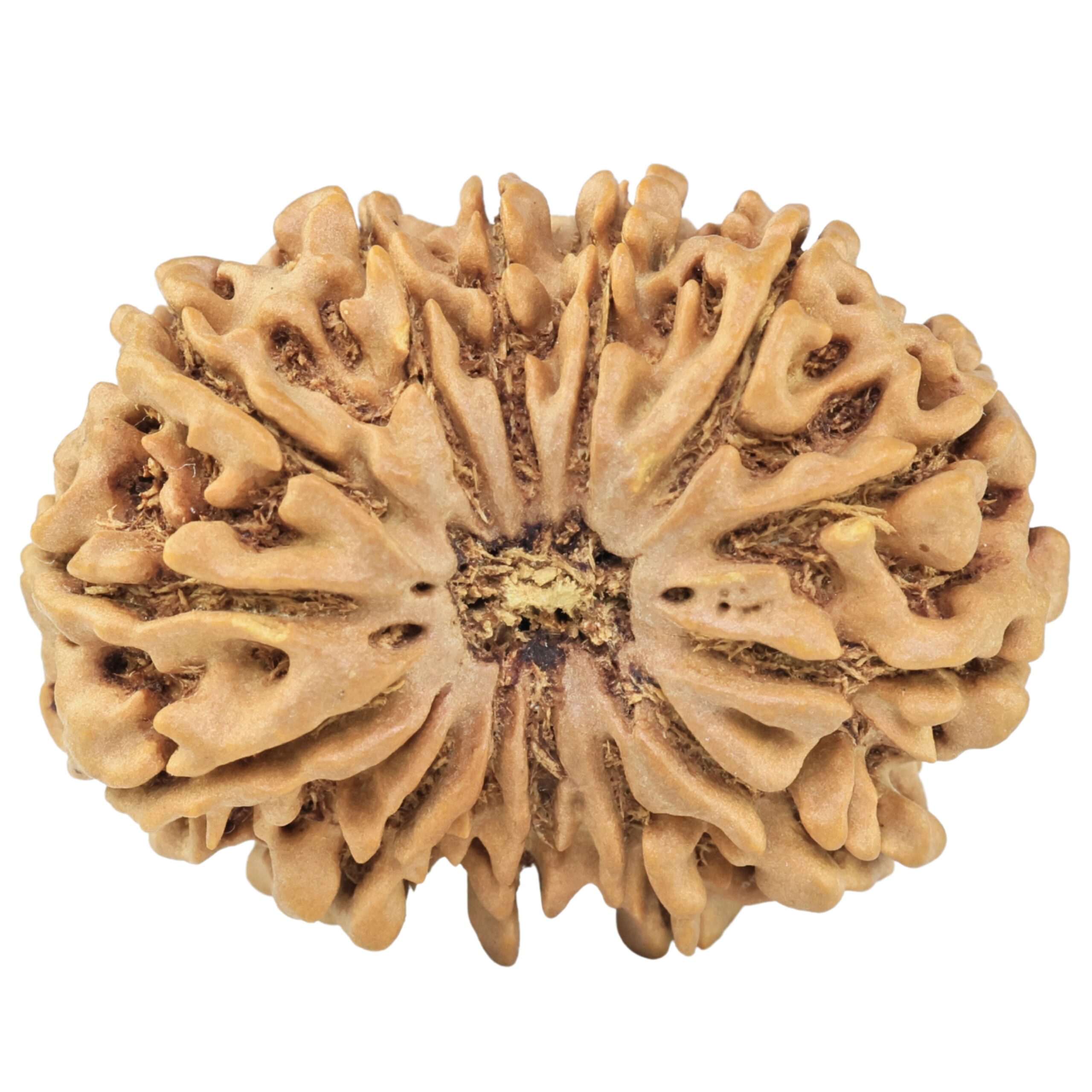 13 Mukhi Rudraksha 34mm 7.11gm - Rudraksha