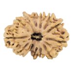13 Mukhi Ganesh 31.3mm 4.81gm - Rudraksha